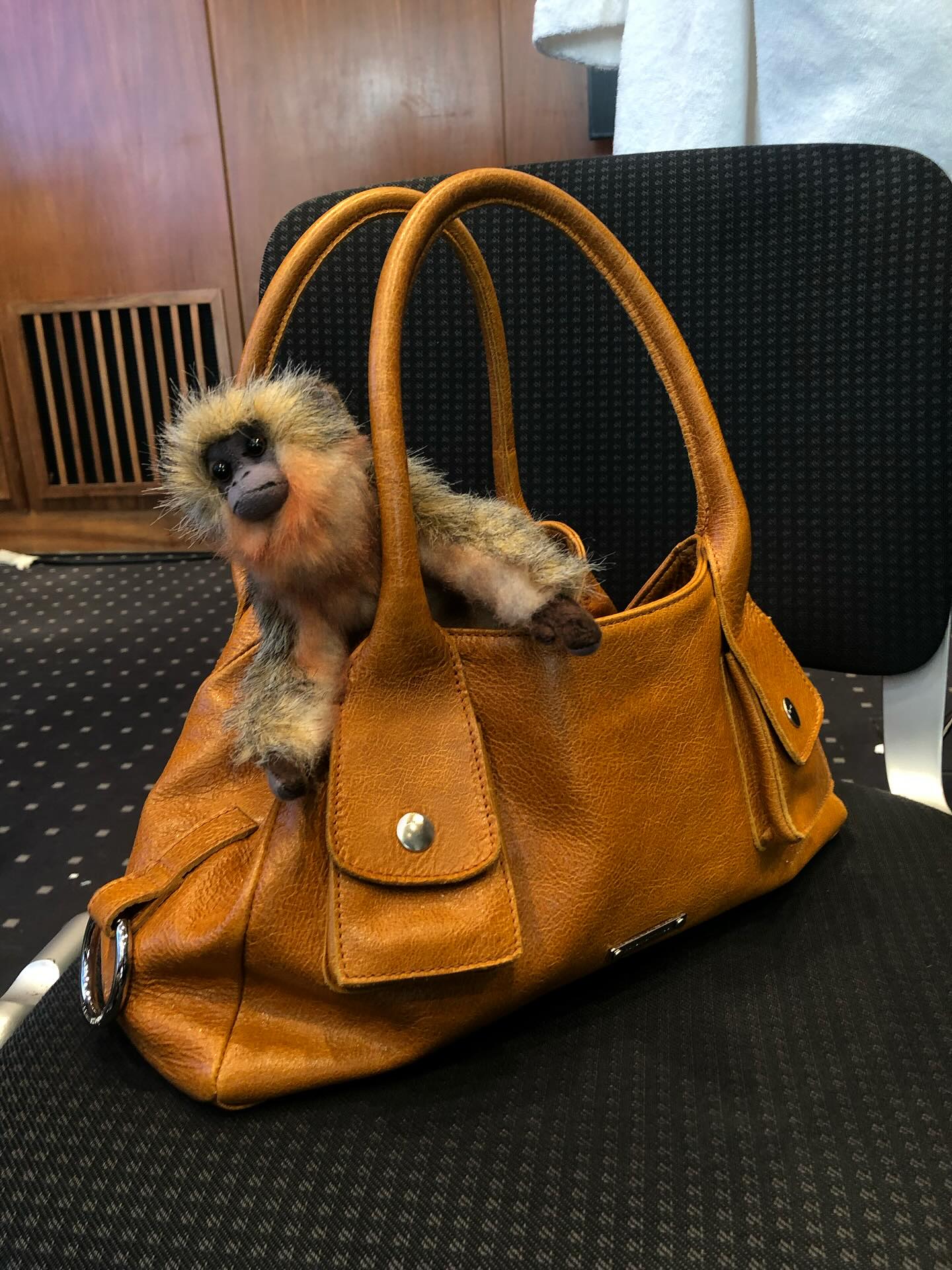 Emotional support animals with Fumiko Imano – paloma wool